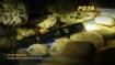 Picture of PD35 Flashlight - Max 960 Lumens by Fenix™ Flashlight