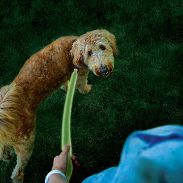 Show details for Nitedog® Rechargeable LED Leash by Nite Ize® Nitedog® Rechargeable LED Leash by Nite Ize®